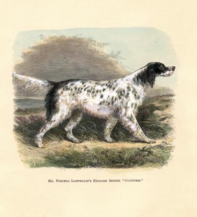 Mr. Purcell Llewellin's English Setter "Countess" - Circa 1886