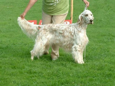 Champion & Veteran Champion Chandor - 8 years old