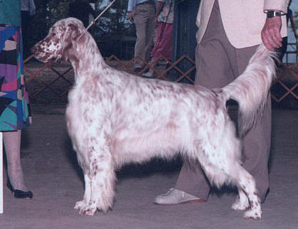 1986 English Setter Association of America - Sporting Group Bitch - Jennifer