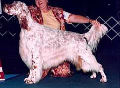 Honeyspots Shelby Top 10 English Setter