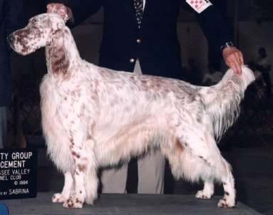 Multi Champion Honeyspots All American Boy - Shelby