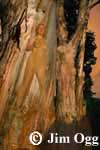 Eucalyptus Sunset Image