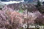 Almond Blossoms Image