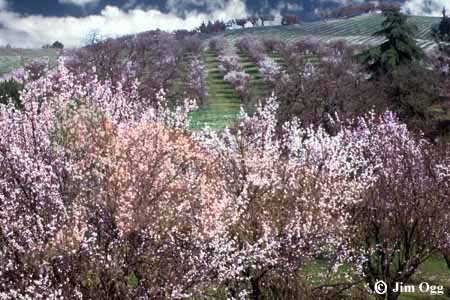 Almond Blossoms Expanded Image