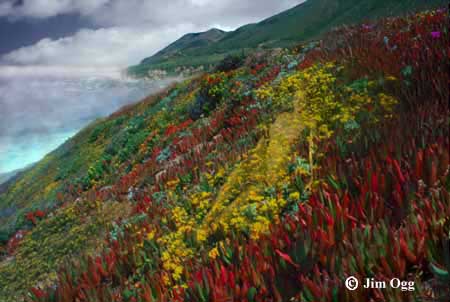 Big Sur Garden Expanded Image