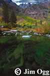 Mill Creek Moss Image