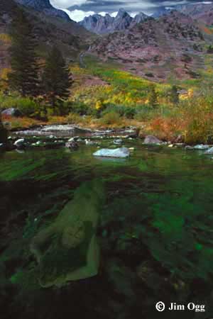 Mill Creek Moss Expanded Image