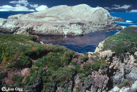 Bird Rock Expanded Image