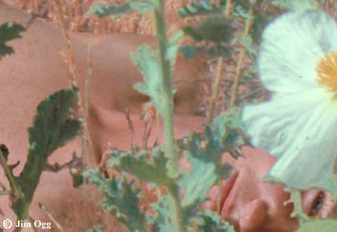 Prickly Poppies High Resolution Selection Image