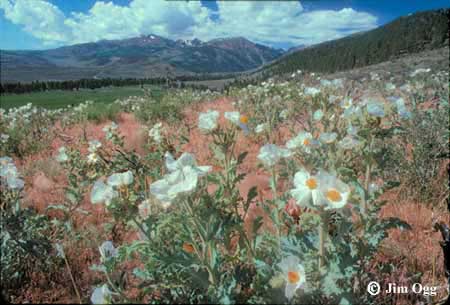 Prickly Poppies Expanded Image