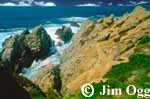 Point Lobos Shoreline Image