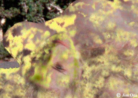 Red Lake Lichens High Resolution Selection Image