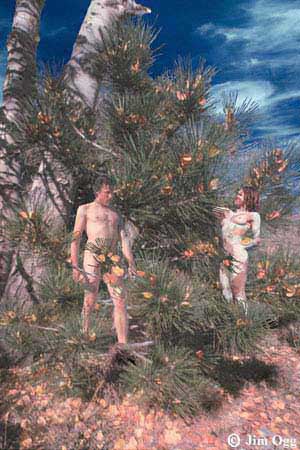 Parker Christmas Tree Expanded Image